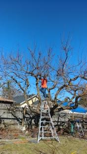 Fruit tree pruning